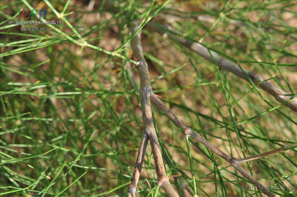 老枝皮红灰色或紫灰色; a target="_blank" href="/item/单轴分枝