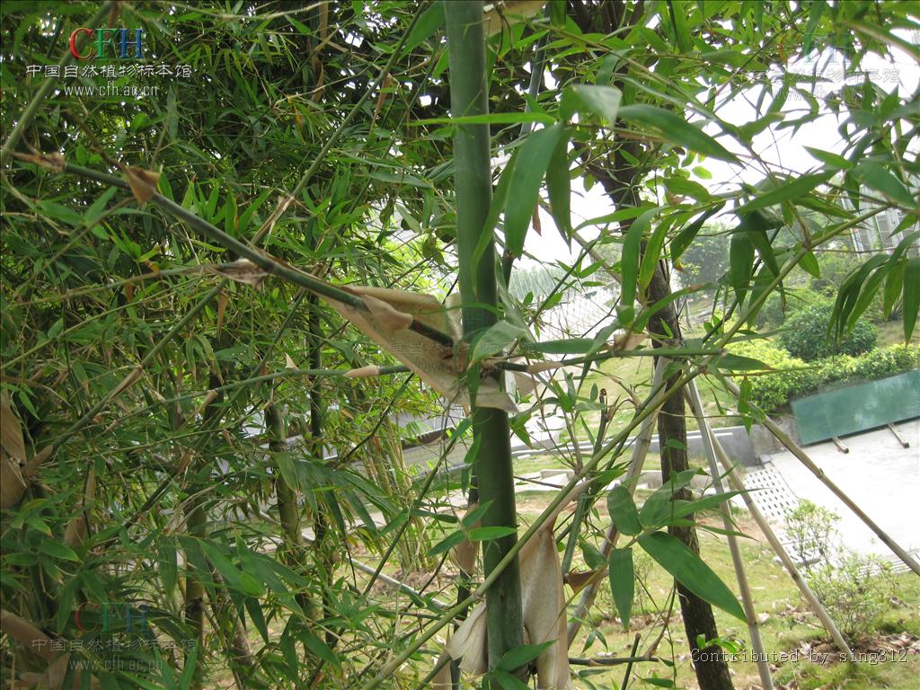  p>乡土竹(学名:bambusa indigena)为禾本科簕竹属下的一个种. /p>