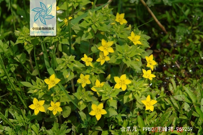 为报春花科植物金爪儿 i>lysimachia /i> i>  /i> i>grammica /i> i>