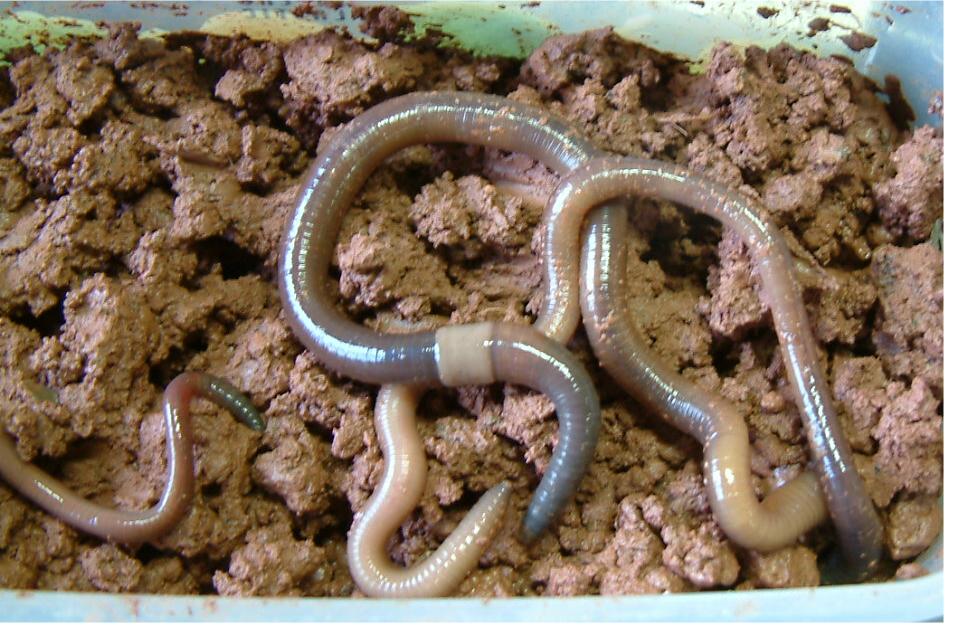  p>蚯蚓又名地龙,是 a target="_blank" href="/item/环节动物门