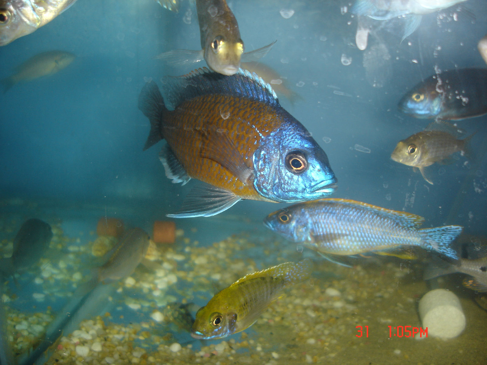  p>帝王艳红是慈鲷科孔雀鲷属动物. /p>