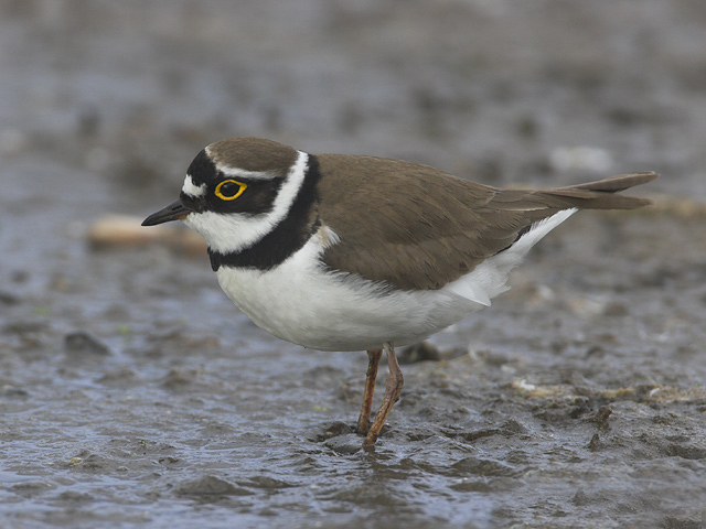 charadrius dubius dubius