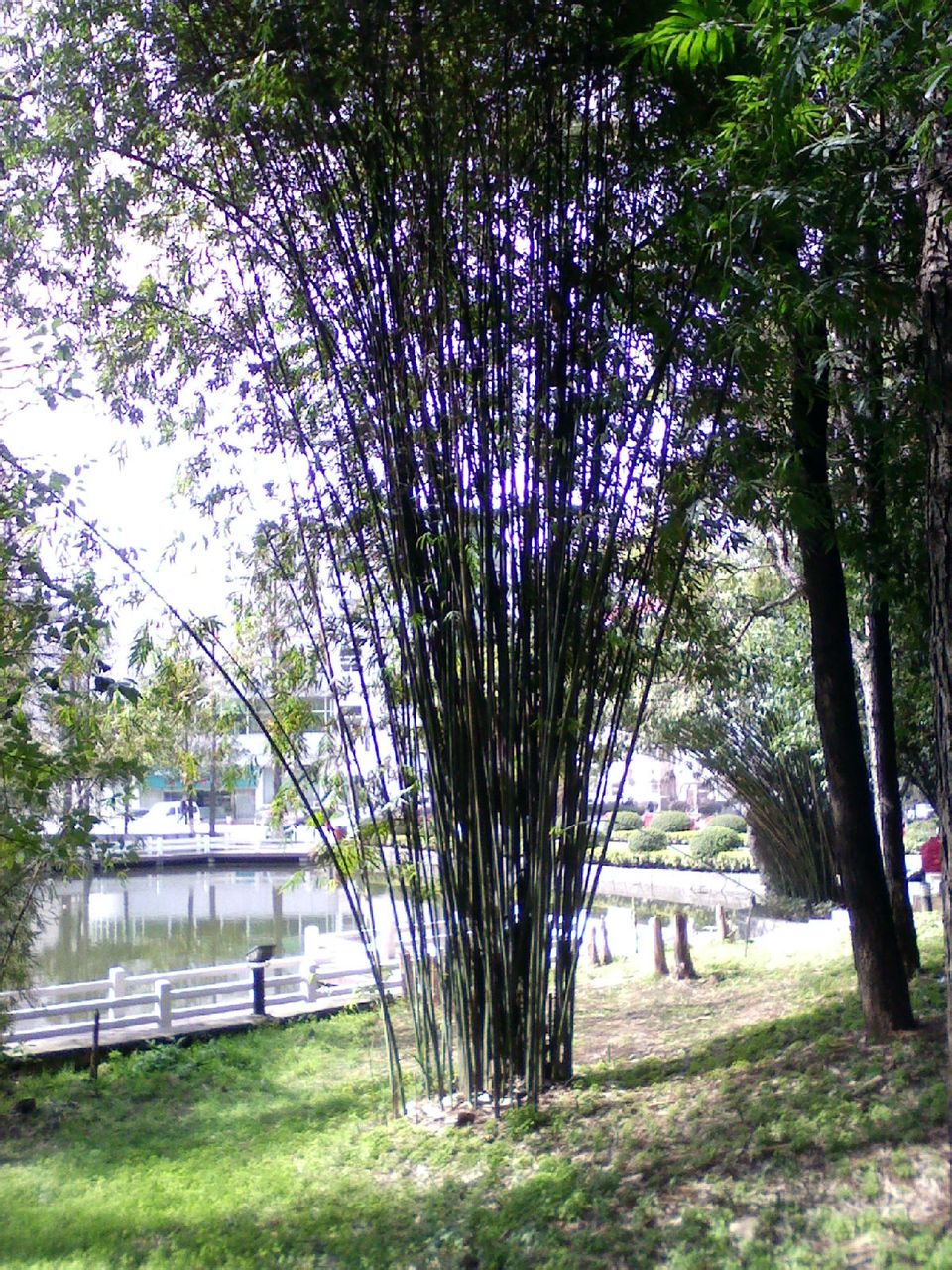  p>箭竹(fargesia spathacea franch)是禾本科,箭竹属竹类植物.