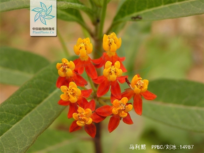  p>马利筋(学名: i>asclepias curassavica /i> b>  /b>l.