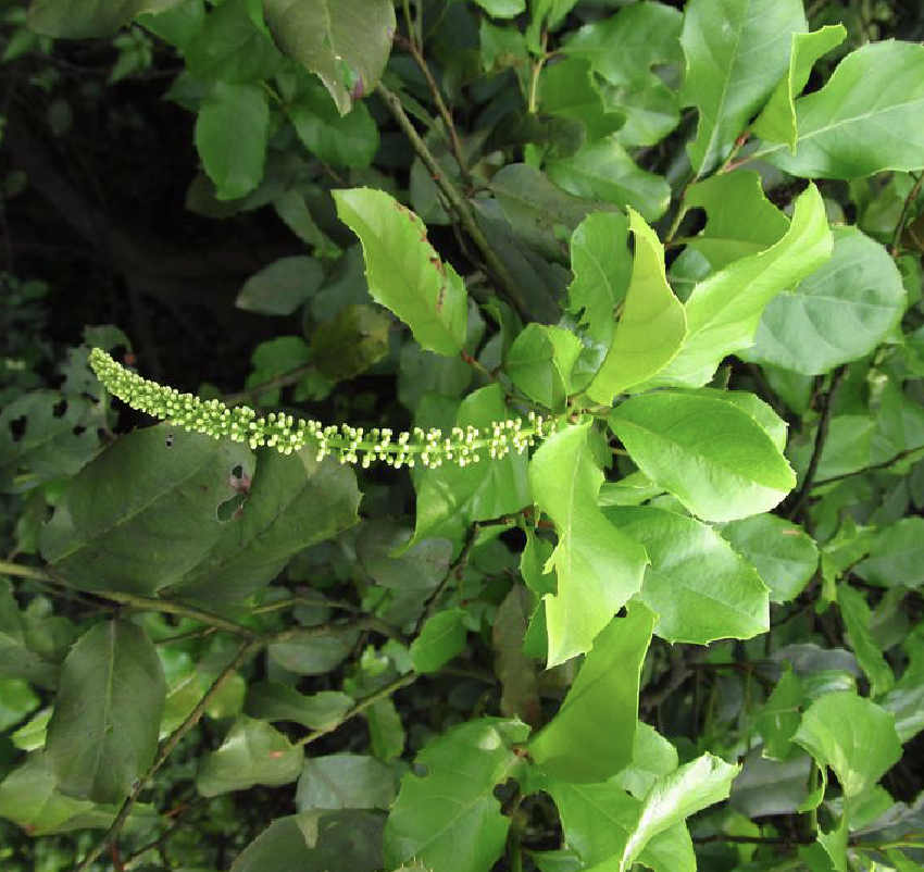  p>冬青叶鼠刺(学名: i>itea ilicifolia /i> oliv.