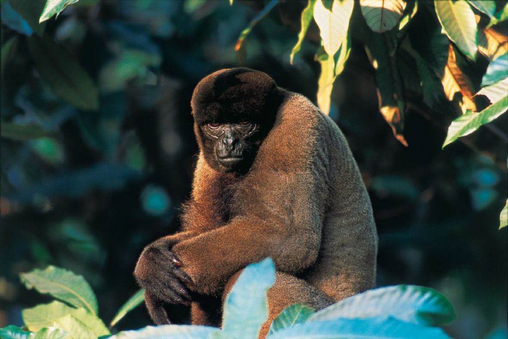 humboldts woolly monkey
