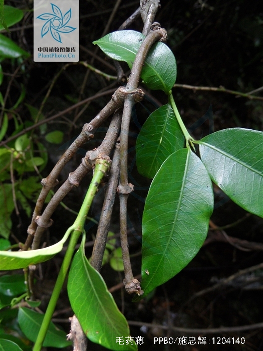  p> a target="_blank" href="/item/毛药藤">毛药藤 /a>;拉丁文名