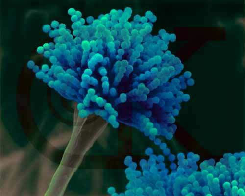 spergillusniger van tieghem,在金针菇,蘑菇,平菇等食用菌栽培中是一