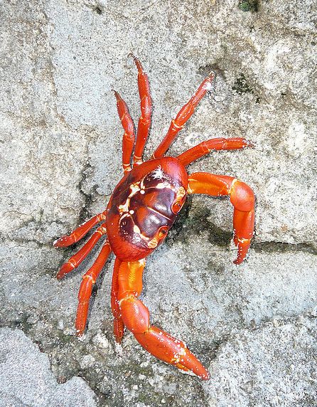  p>圣诞岛红蟹(学名: i>gecarcoidea natalis /i>)的身体分为头胸部与