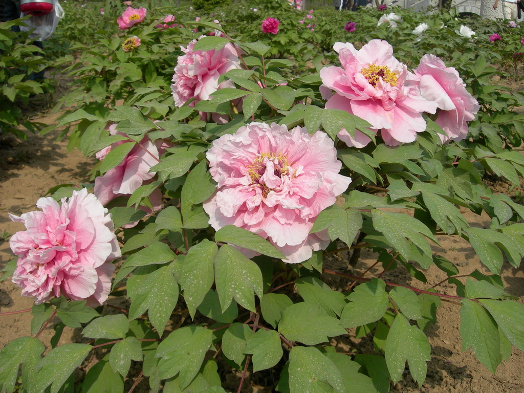 a>百花园的 a target="_blank" href="/item/芍药科">芍药科 /a>治镲