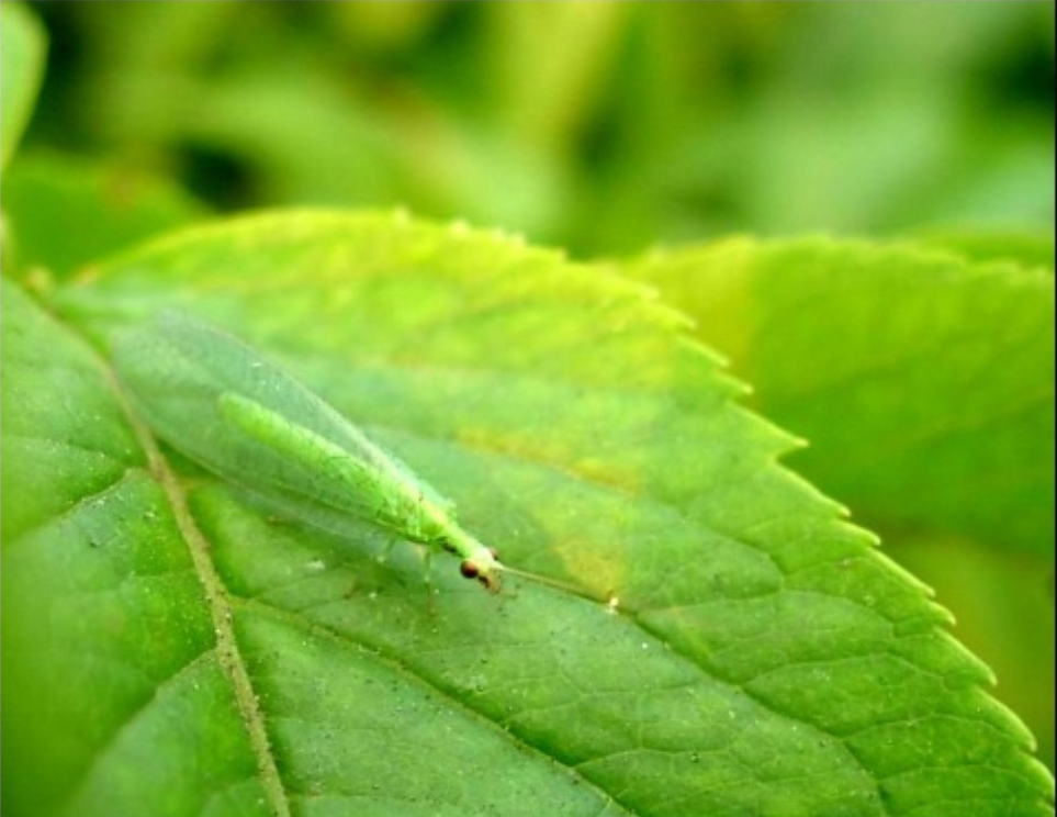 p>禾谷缢管蚜, i>rhopalosiphum padi /i>,为半翅目蚜科缢管蚜属的一