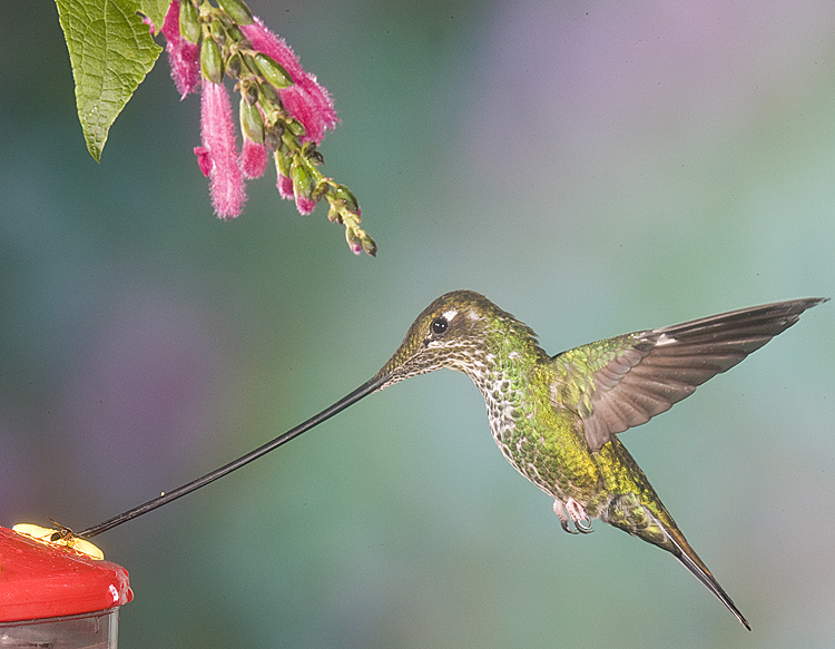  p>刀嘴蜂鸟(学名: i>ensifera ensifera /i>):体型小,其极长的 a