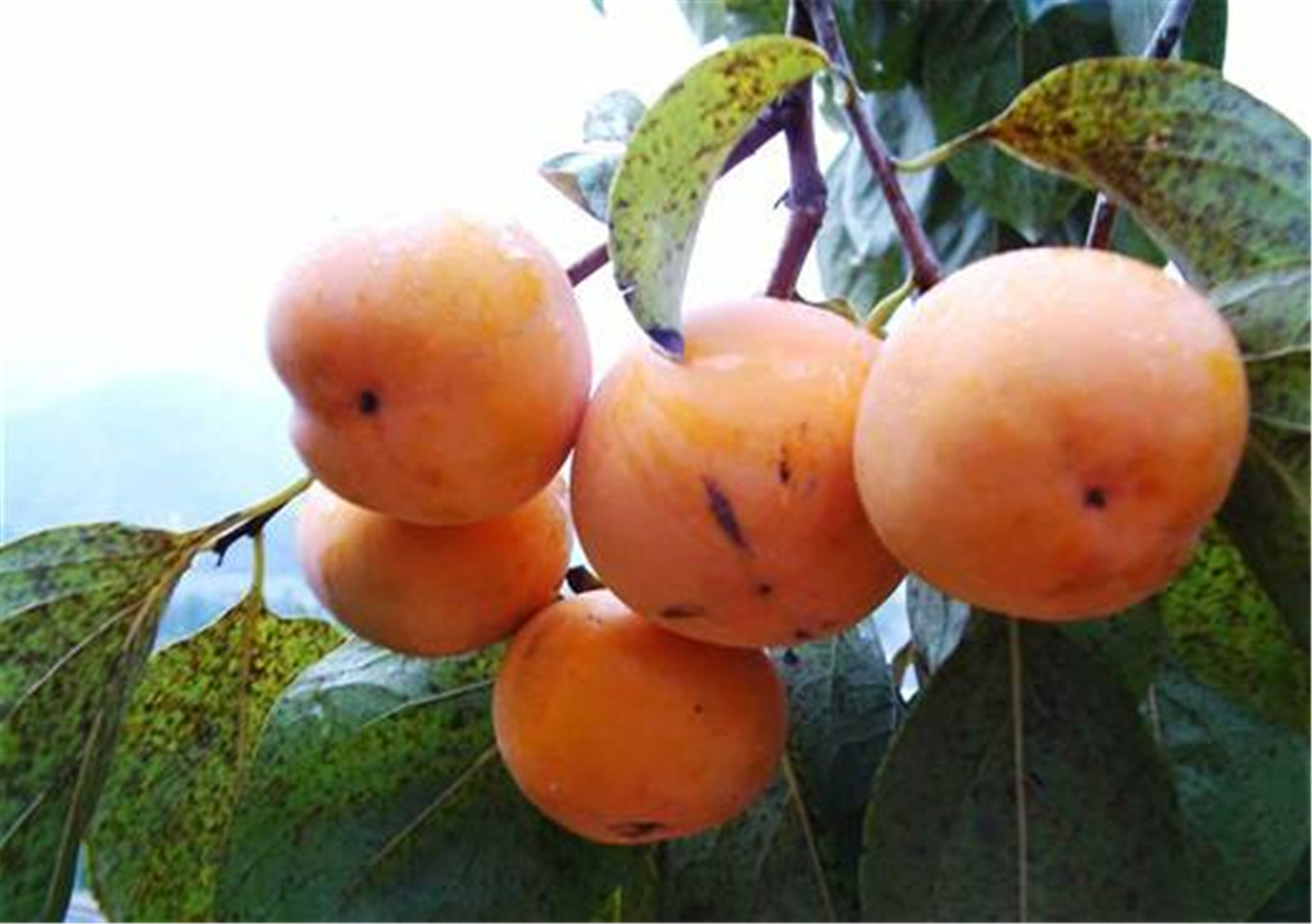  p>油柿,拉丁学名:diospyros oleifera cheng,别名漆柿,青椑,乌椑