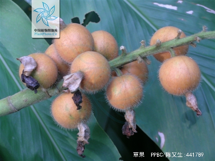  p>草果(学名: i>amomum tsaoko /i> crevost et lemarie)是姜科,豆蔻