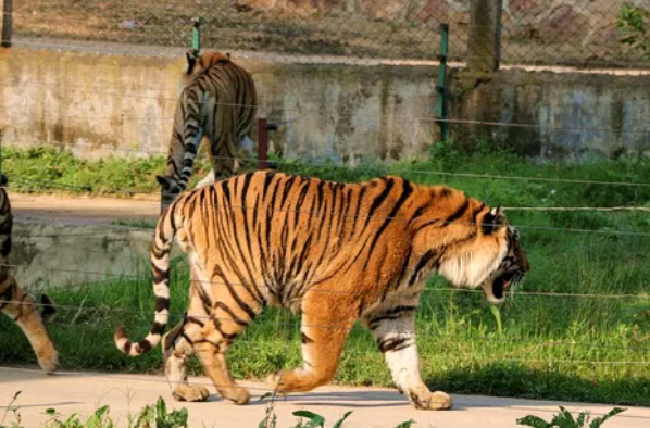 晚更新世分布于我国东北及俄罗斯远东地区,判断远东北亚巨虎这个物种