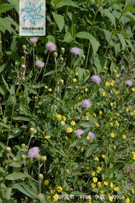 integrifolium) /i>是小蓟草的别称.