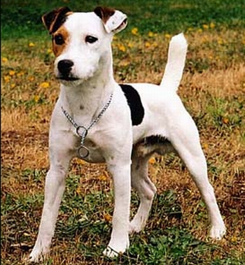 杰克拉塞尔梗犬