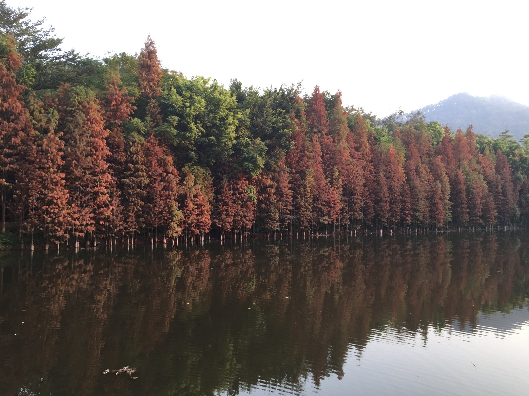 广州大夫山森林公园
