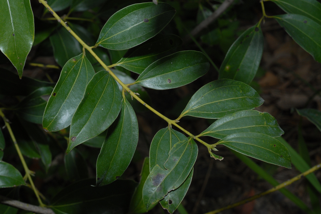  p>肉桂(拉丁学名: i>cinnamomum cassia /i> i>  /i>presl)是樟科,樟