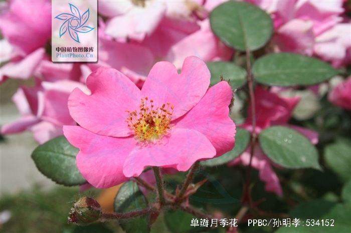  p>单瓣月季花是 a target="_blank" href="/item/蔷薇科/1121901"