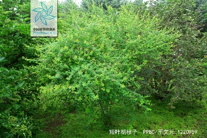 短叶胡枝子