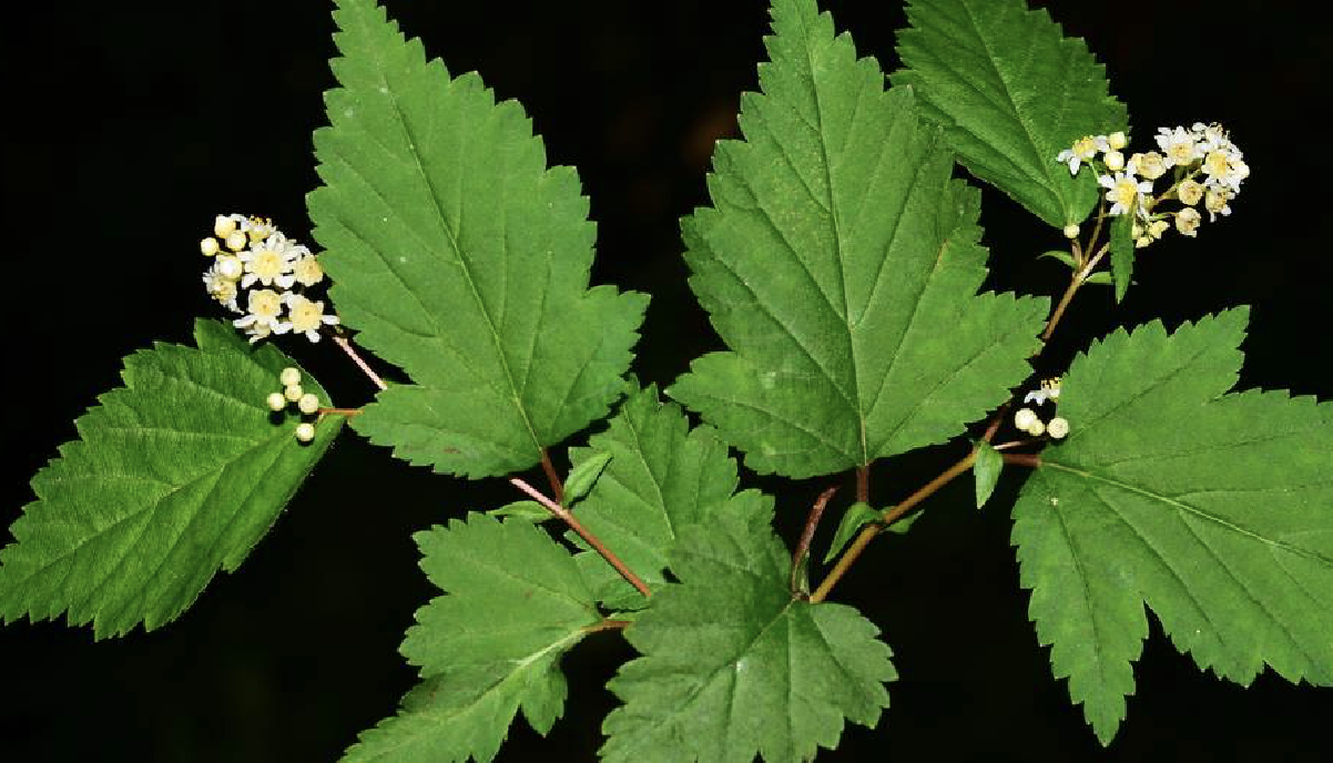  p>华空木(学名: i>stephanandra chinensis /i> hance)是 a target="