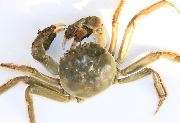 为弓蟹科动物中华绒螯蟹 i>eriocheir sinensis /i> h.