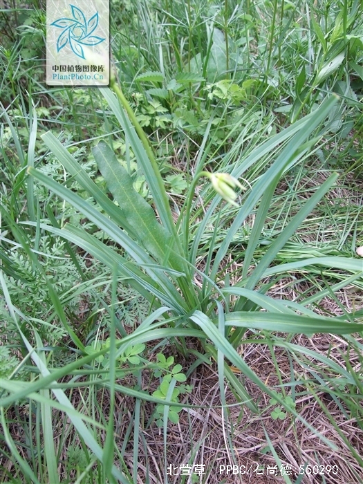  p> b>北萱草 /b>( a href="#" data-lemmaid="8074290">学名 /a>: i>