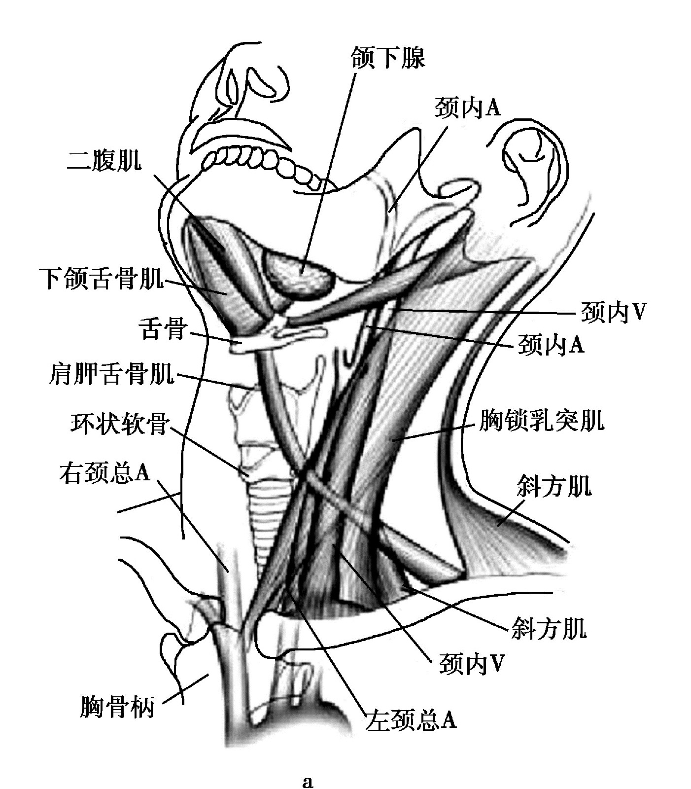 颈部分区
