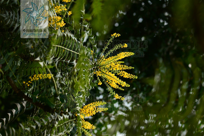 阿里山十大功劳