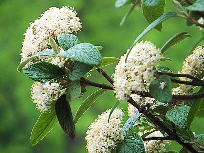  p>皱叶荚 b>蒾 /b>(学名: i>viburnum rhytidophyllum /i> hemsl.