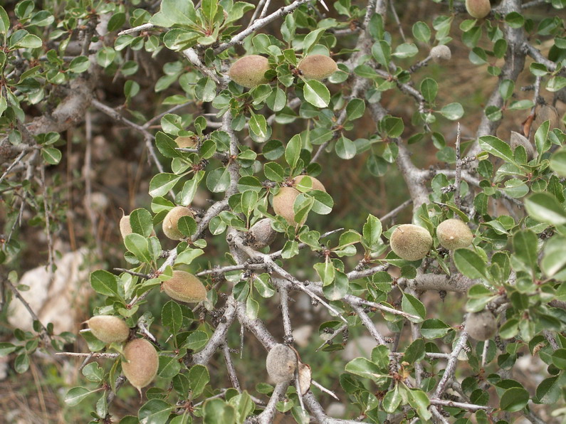  p data-id="tbswrtp1rwom">蒙古扁桃( i>prunus mongolica /i> maxim