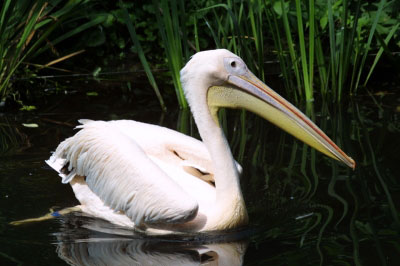  p>白鹈鹕(学名: i>pelecanus onocrotalus /i>),俗名又称 a target="