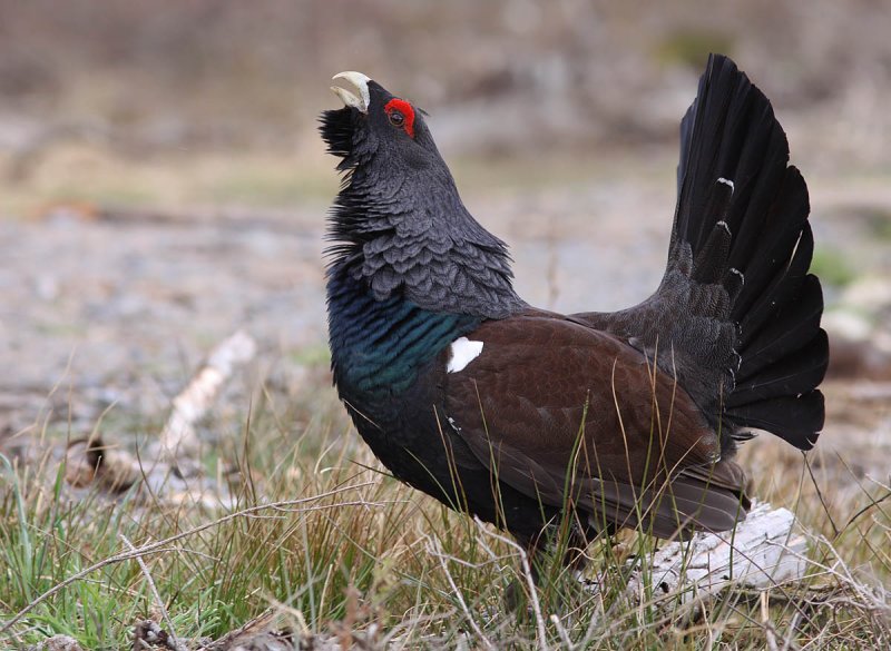  p>松鸡(学名: i>tetrao urogallus /i>):是 a target="_blank" href=