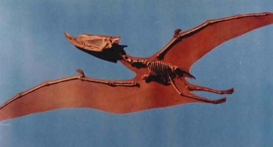  p>魏氏 a href="#">准噶尔翼龙 /a>(学名dsungaripterus)是 a href="