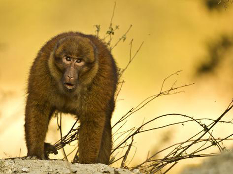 p>藏南猕猴(学名: i>macaca munzala /i>):体长51-63厘米.