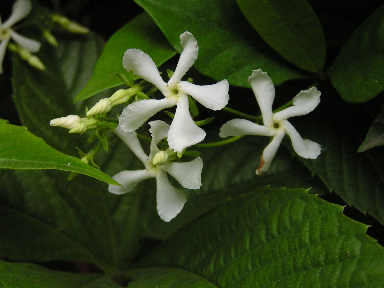 trachelospermum cathayanum schneid.