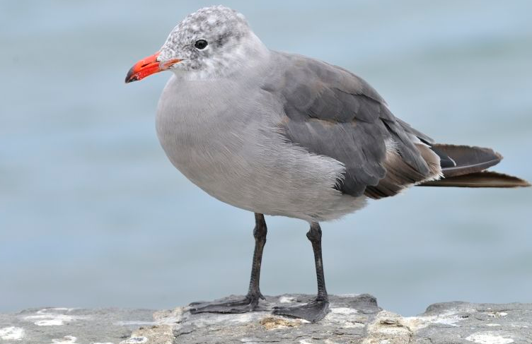  p>红嘴灰鸥(学名: i>larus heermanni /i>)是鸥科,鸥属的一种鸟类.