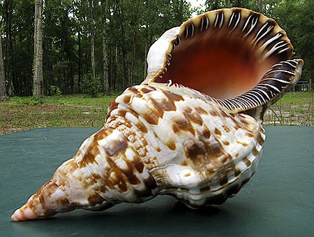  p> a target="_blank" href="/item/万宝螺/4857348" data-lemmaid="