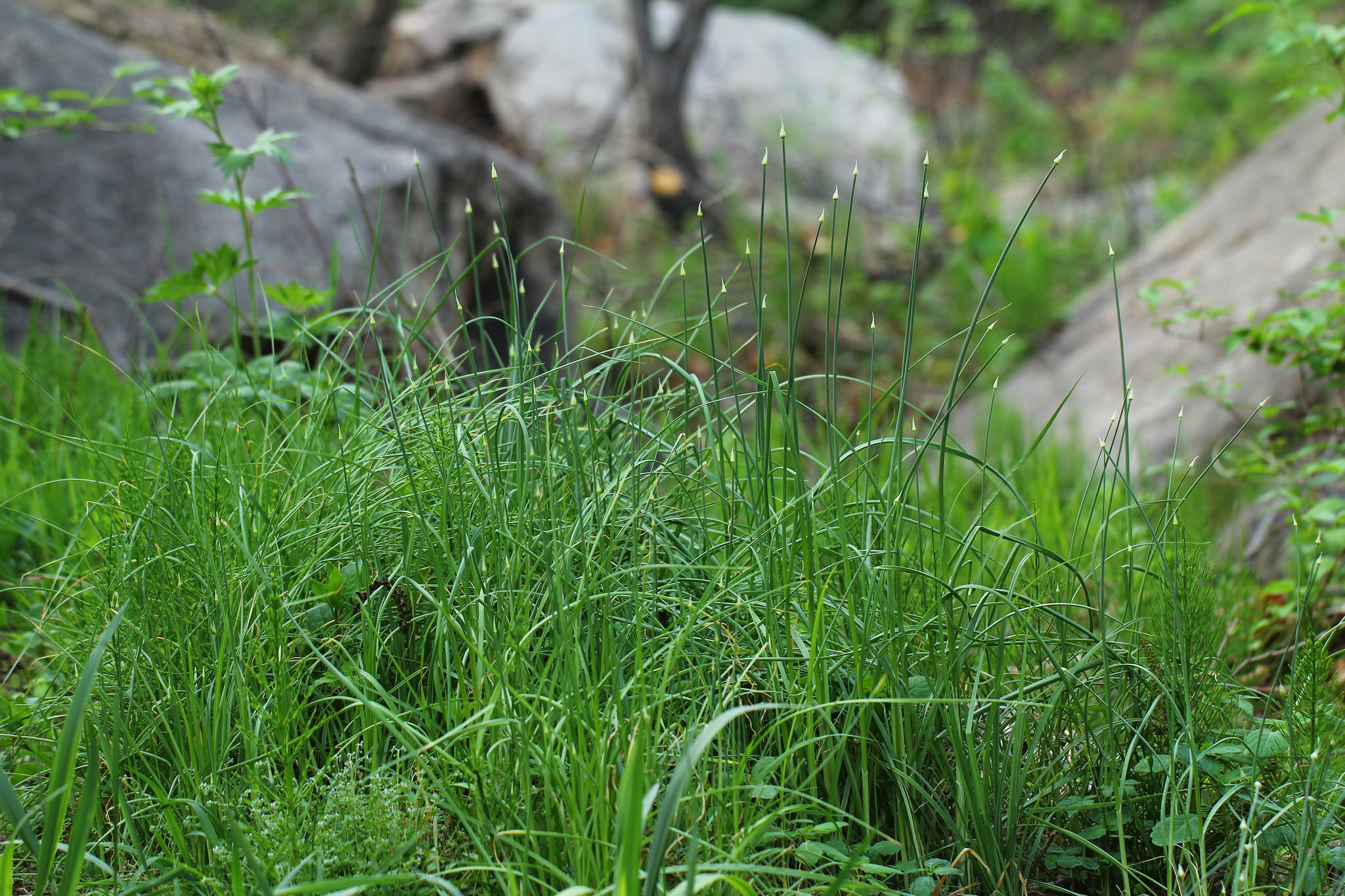  p>藠头(学名: i>allium chinense /i> g.