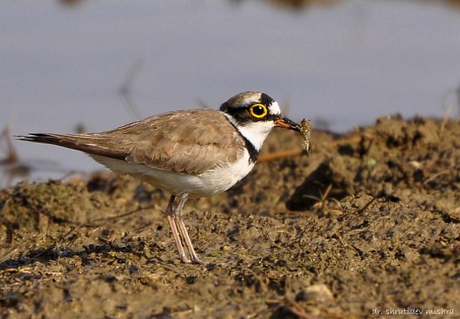 little ringed plover