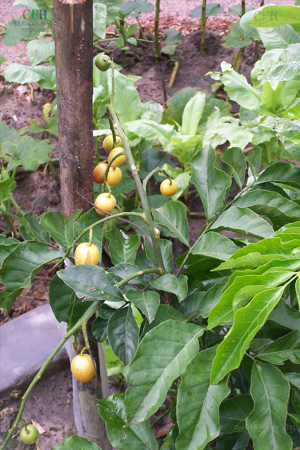 skeels),芸香科黄皮属乔木植物,小叶呈卵形或卵状椭圆形,两侧不对称