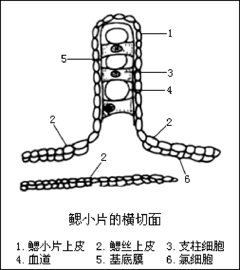  p>每一 a target="_blank" href="/item/鳃丝/5655566" data-lemmaid