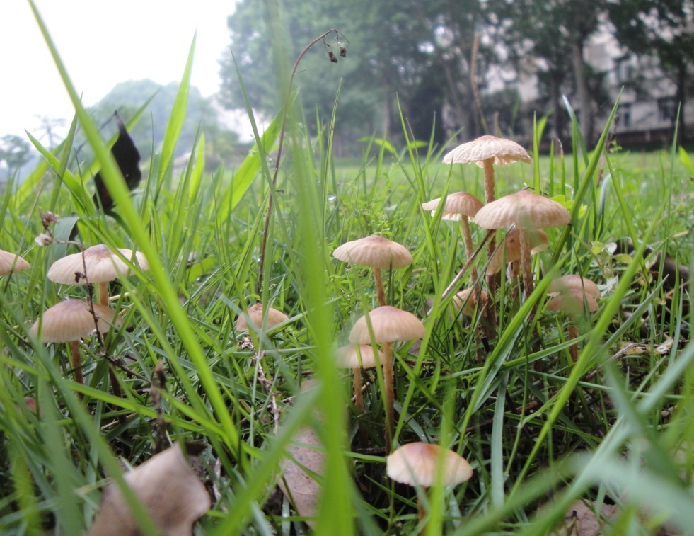  p>硬柄小皮伞又称硬柄皮伞,仙环上皮伞.子实体较小.