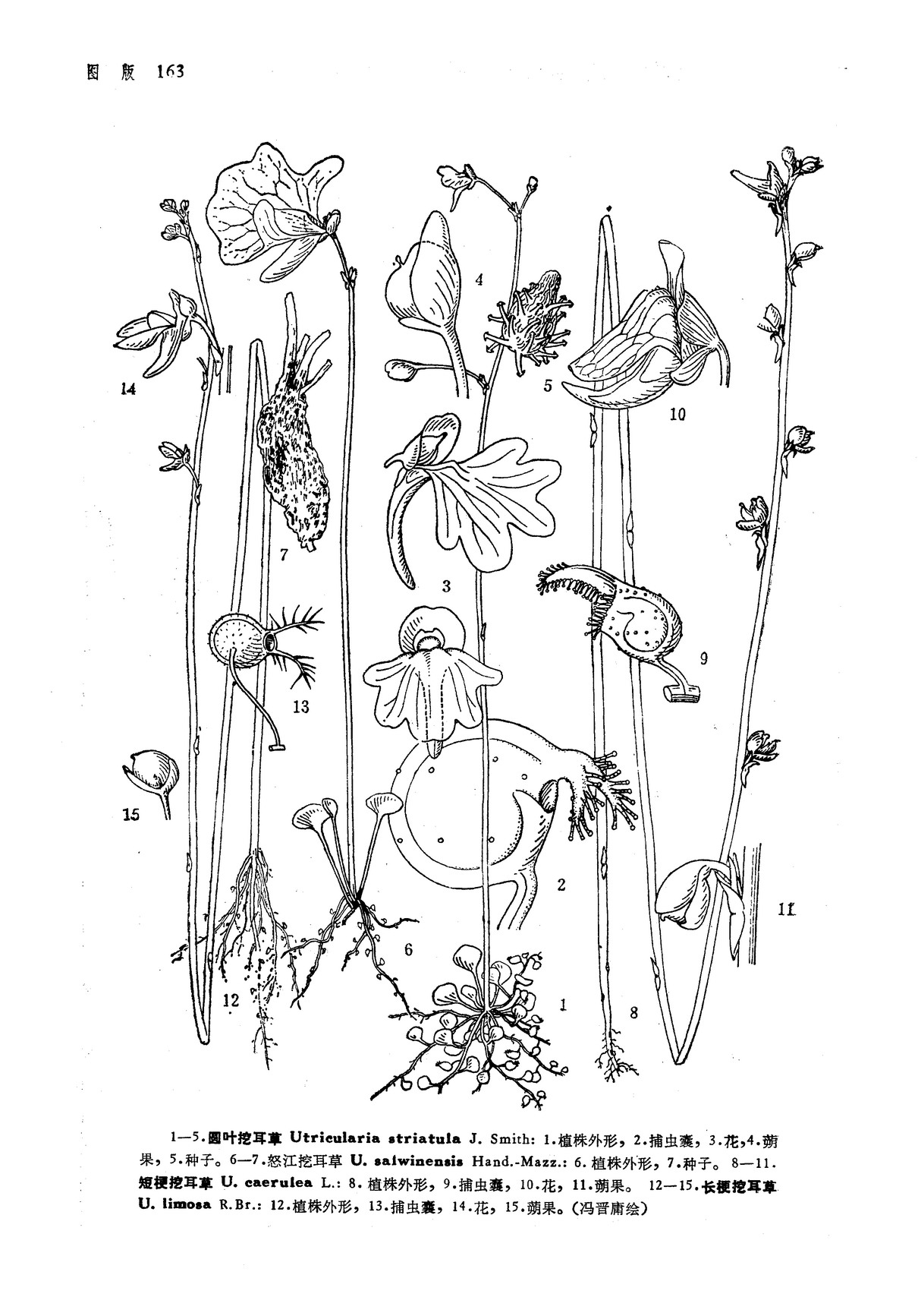 utricularia limosa r. br.