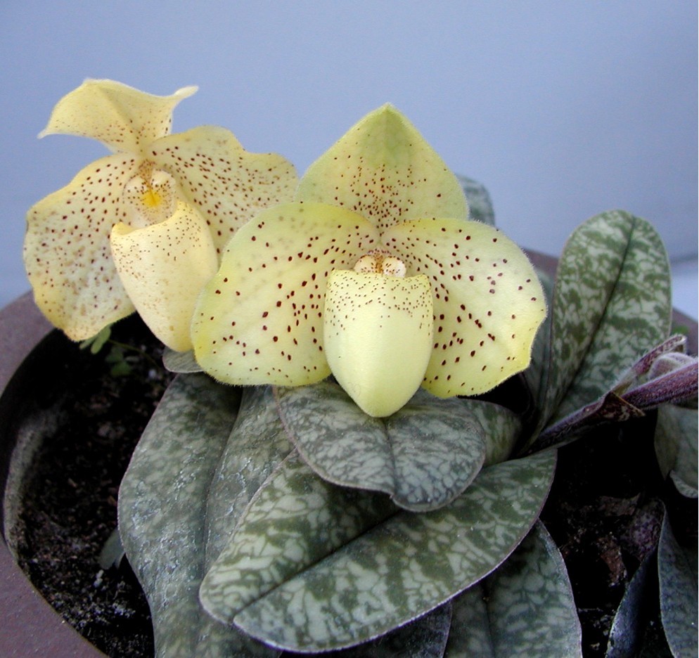  p>巨瓣兜兰(学名: i>paphiopedilum bellatulum /i> (h. g.