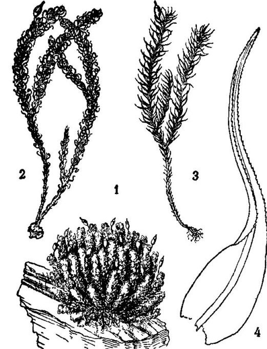  p>缩叶藓属是苔藓植物们藓纲缩叶科的唯一一个属种,缩叶藓属的植物都