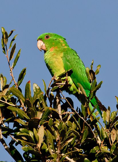  p>青绿锥尾鹦鹉(学名:aratinga holochlora)是典型的 a href="#"