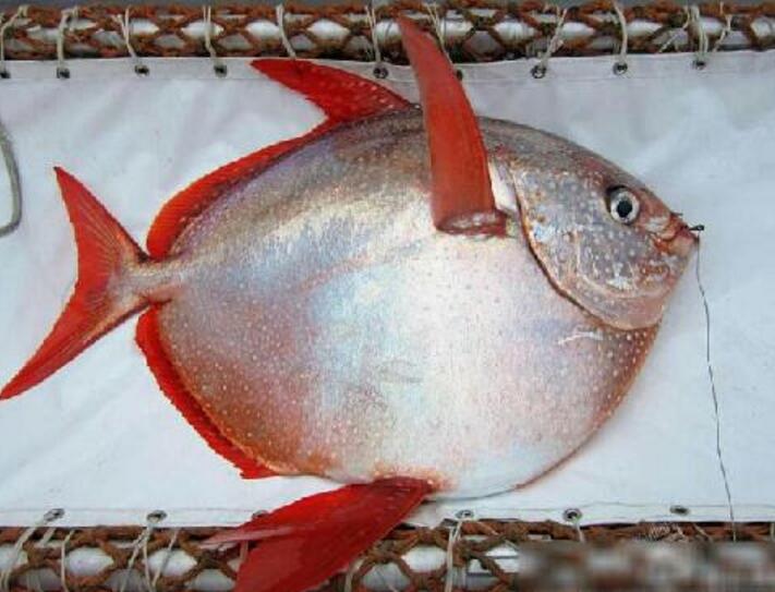  p>月鱼目(lampriformes,英文名:lampriform fishes)是 a href="#"