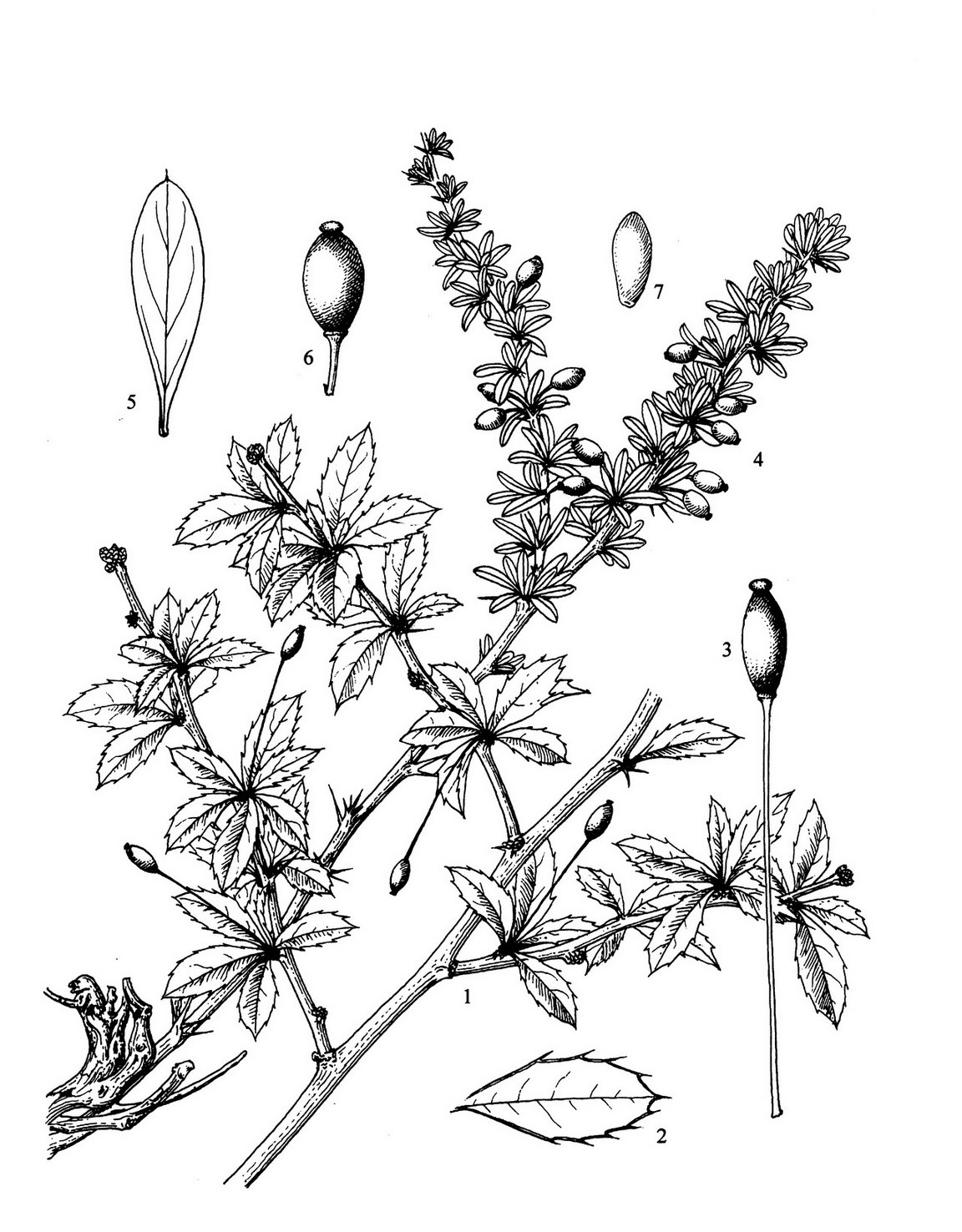  p> b>狭叶小檗 /b>(学名: i>berberis graminea /i>)是小檗科小檗属
